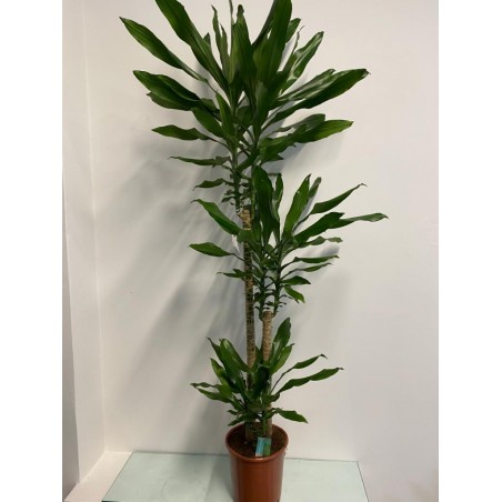 Dracena